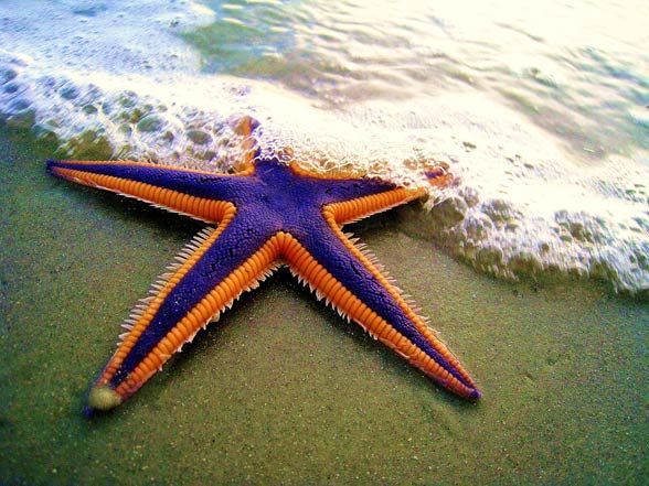 Warna bintang laut