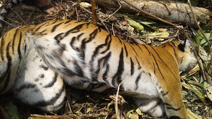 Hindari Serangan Harimau, Area Wisata Gunung Dempo Ditutup  