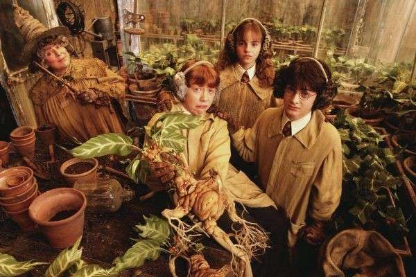 5 Fakta Mandrake, Tumbuhan Berbentuk Manusia Di Film Harry Potter