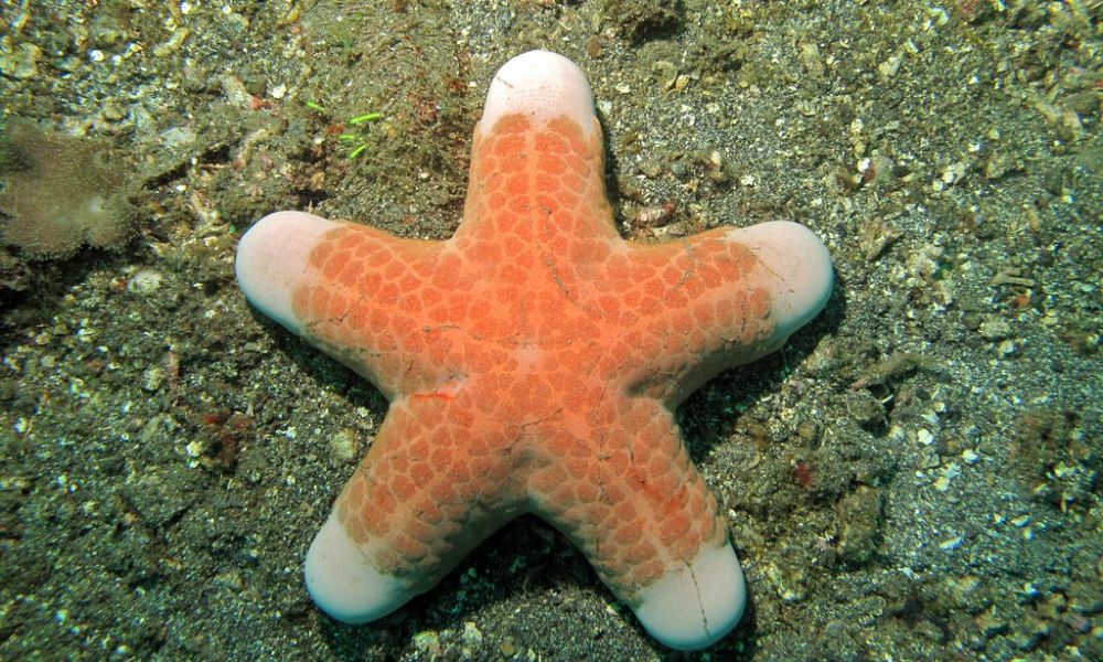 Ciri ciri khusus bintang laut