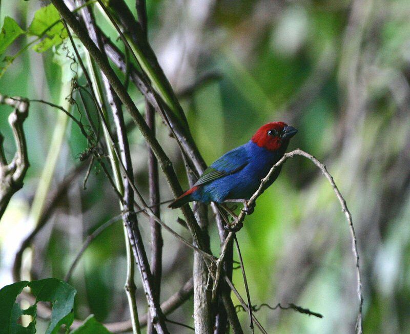 5 Burung Khas dari Vanuatu yang Lain dari Lainnya