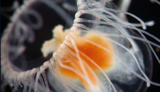 5 Fakta Menakjubkan Sang Ubur-ubur yang Abadi