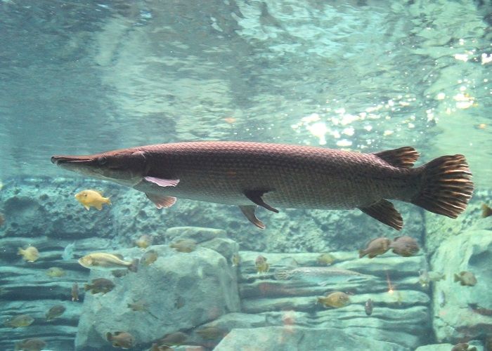 Anak Kecil Digigit Ikan Aligator Milik Lapas Perempuan Sukamiskin