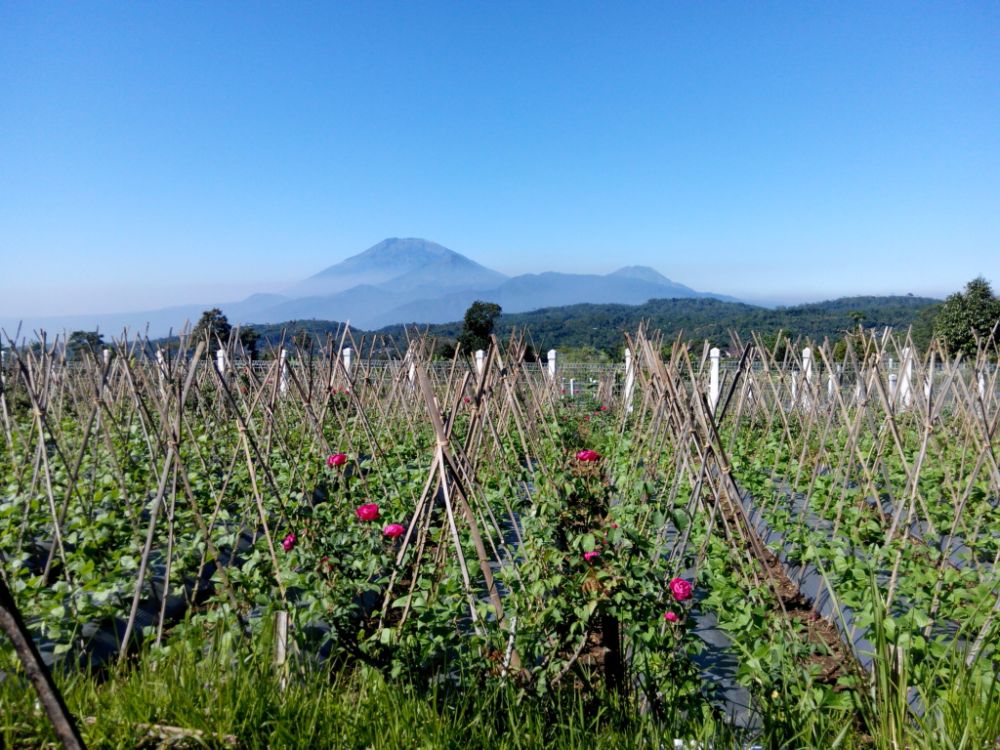 Ini Tiga Kabupaten Lampung Dibidik Pengembangan Hortikultura