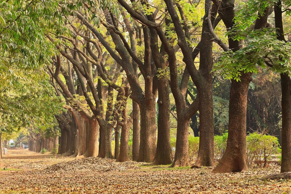 5 Destinasi Kece di Bangalore, India yang Cocok untuk Hunting Foto