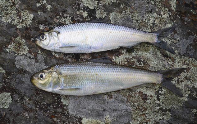 6 Jenis Ikan ini Memiliki Kandungan Nutrisi Terbaik, Sudah Coba?