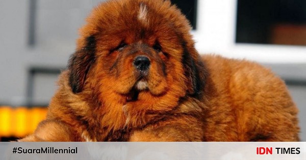 6 Ras Anjing Imut Asal China Yang Cocok Jadi Hewan Peliharaan Gemas