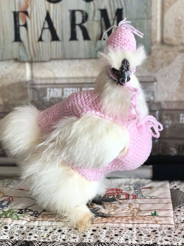 Jadi Seperti Manusia, Ini 10 Potret Lucu Ayam Saat Pakai Baju!