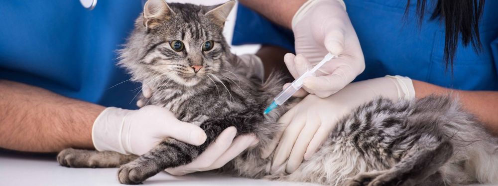 7 Fakta Virus Panleukopenia, Pecinta Kucing Wajib Tahu!
