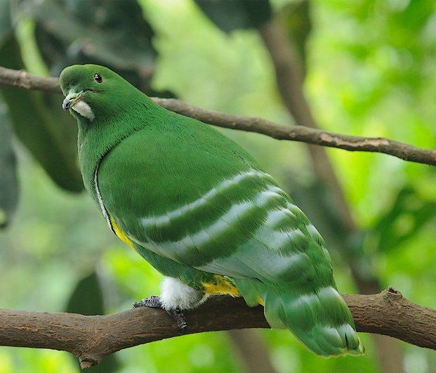 39+ Burung unik dan langka terbaru