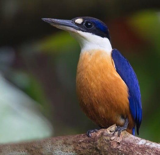 5 Burung Khas dari Vanuatu yang Lain dari Lainnya