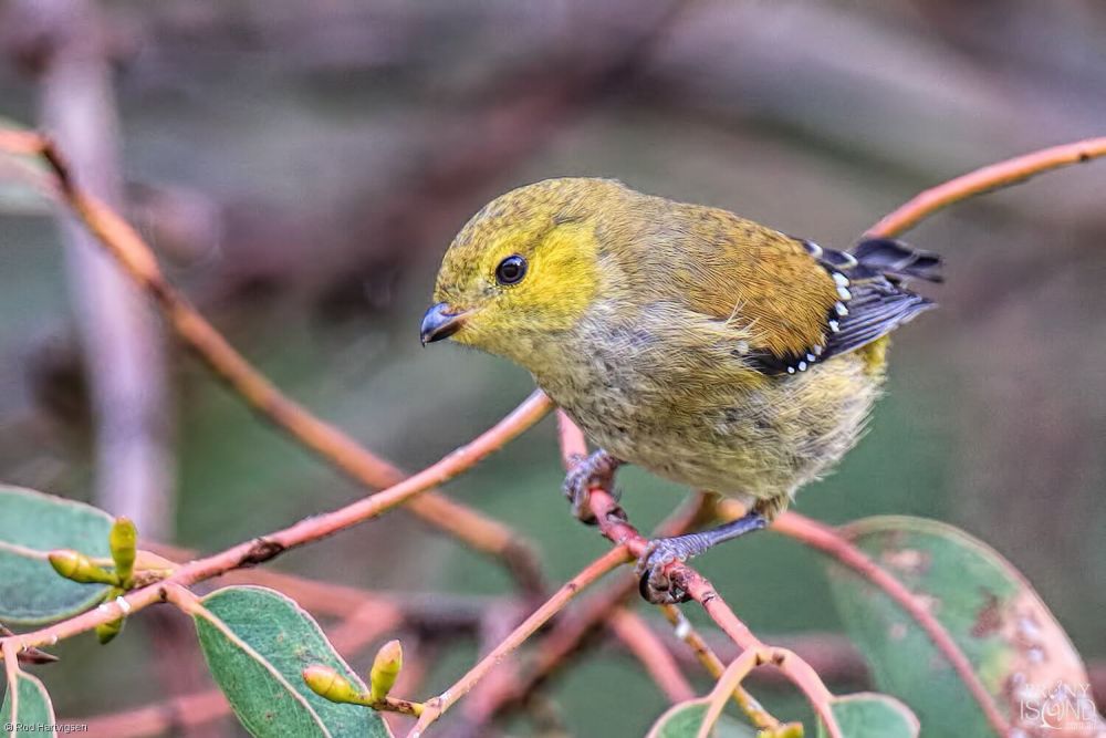 Burung Endemik Asal Pulau Tasmania