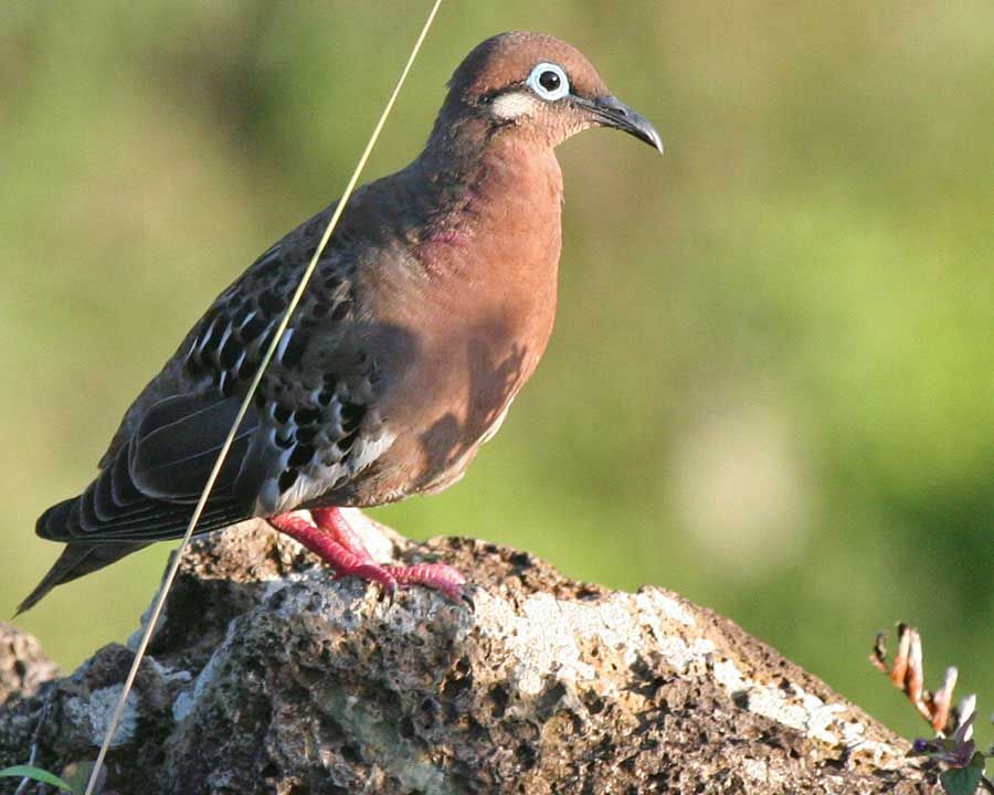 9 Hewan  Langka  yang Hanya Hidup di Kepulauan Galapagos