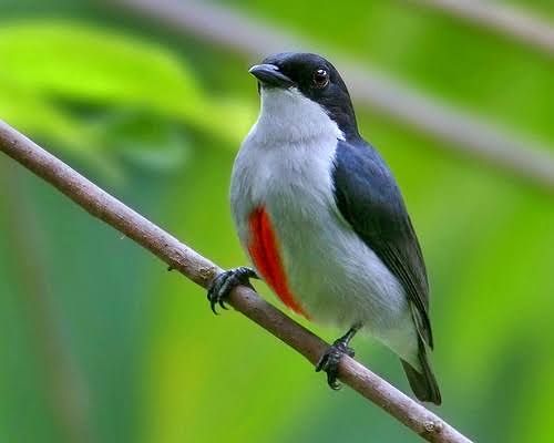 8 Spesies Burung yang Diduga Sudah Punah Namun Ditemukan Kembali