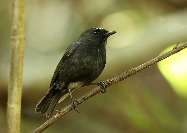 8 Spesies Burung yang Diduga Sudah Punah Namun Ditemukan Kembali