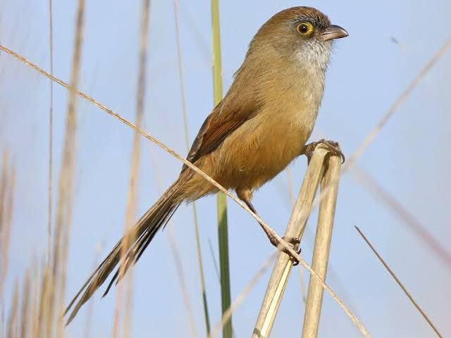 8 Spesies Burung yang Diduga Sudah Punah Namun Ditemukan Kembali