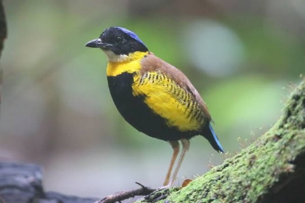 8 Spesies Burung yang  Diduga Sudah Punah  Namun Ditemukan  