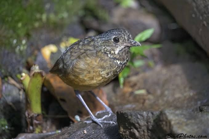 8 Spesies Burung yang Diduga Sudah Punah Namun Ditemukan Kembali