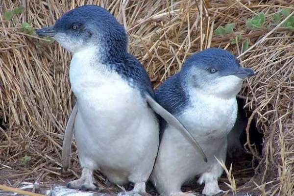 5 Fakta Little Penguin, Spesies Penguin Terkecil di Dunia