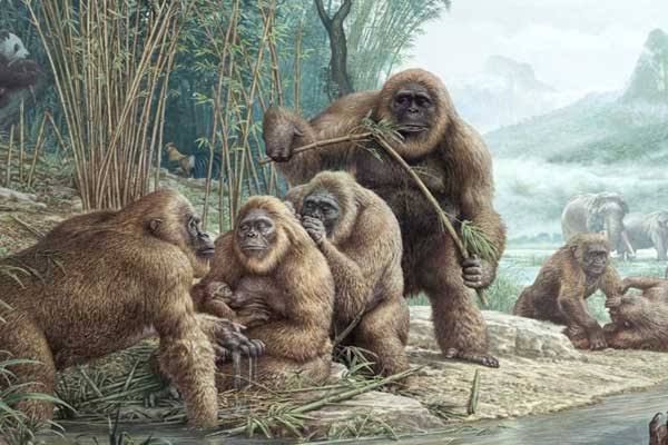 Fakta Menarik Gigantopithecus, Primata Raksasa Kerabat Dekat Orangutan