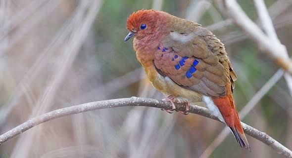 8 Spesies Burung yang Diduga Sudah Punah Namun Ditemukan Kembali