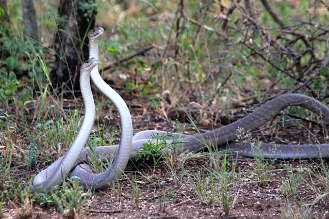 6 Fakta Tentang Mamba Hitam Spesies Ular Mematikan Di Dunia