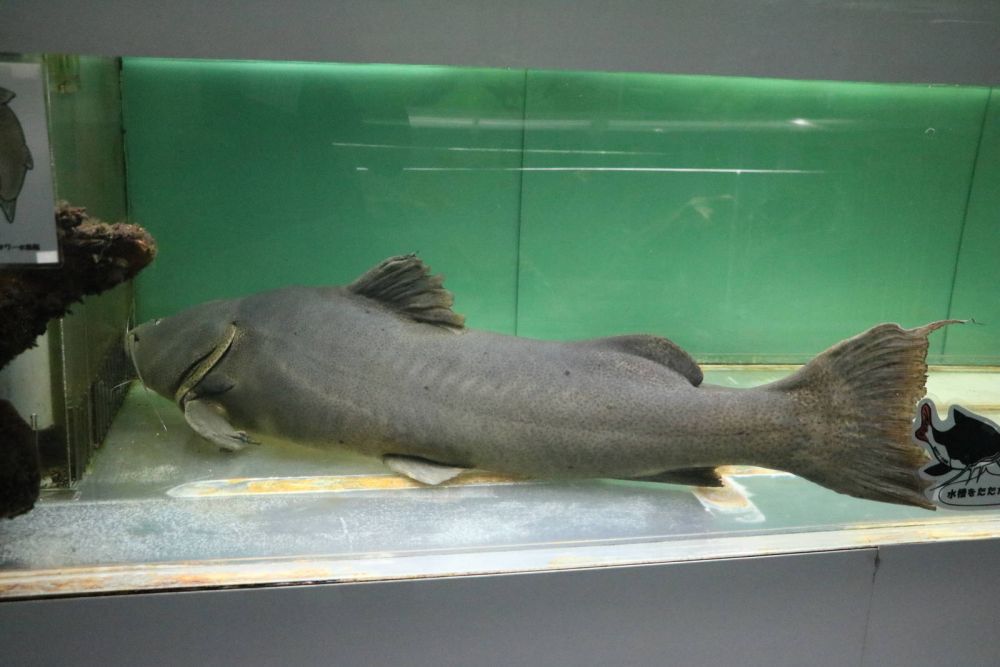 5 Spesies Ikan Berukuran Jumbo Ini Berasal Dari Sungai Amazon Takjub