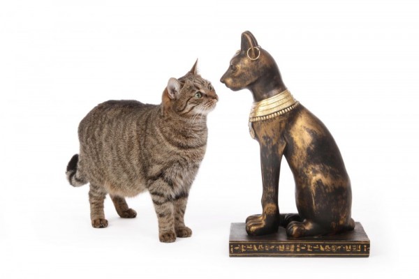 DNA Ungkap Bagaimana Kucing Bisa Mendominasi Peradaban Dunia