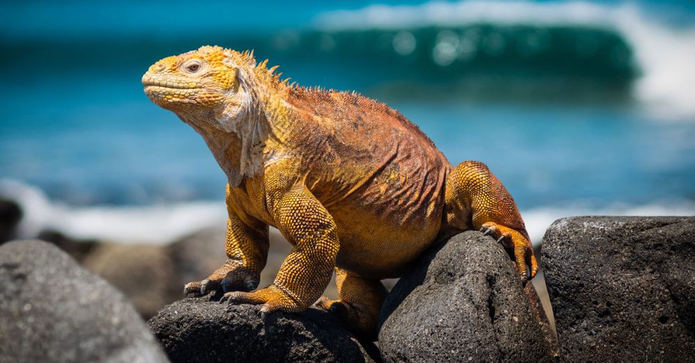 Hewan Yang Hanya Hidup Di Kepulauan Galapagos