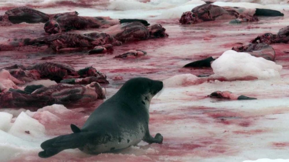 7 Fakta Tentang Perburuan Anjing Laut Dibunuh Demi Fashion