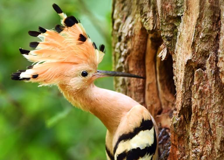 6 Fakta  Unik dan  Menarik  Burung Hudhud si Hewan  Setia 