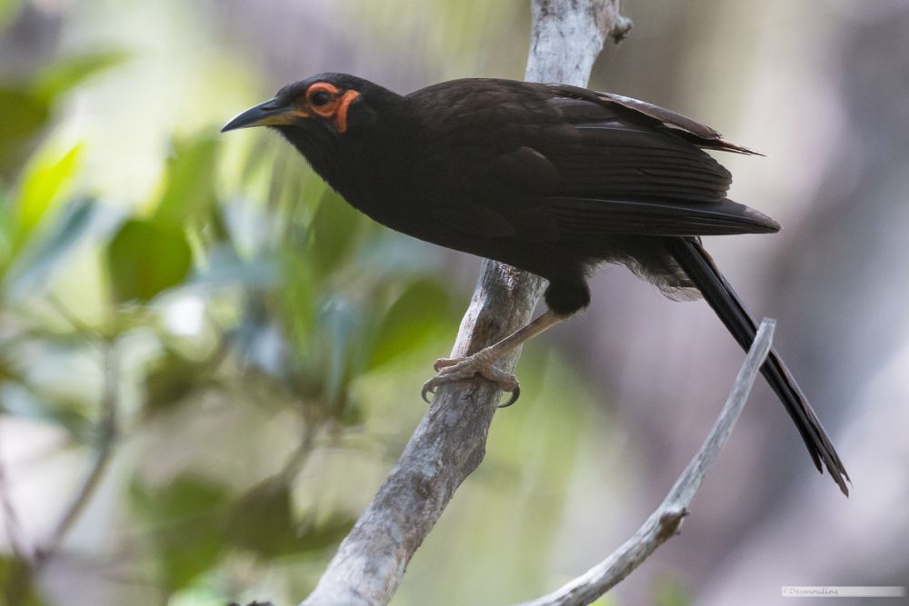 5 Burung Endemik Kaledonia Baru, Perancis, yang Unik dan Langka