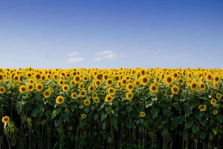  Simbol  Keceriaan 6 Fakta Unik Bunga  Matahari  yang Jarang 