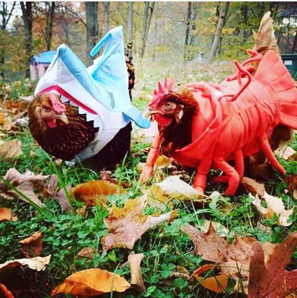Jadi Seperti Manusia, Ini 10 Potret Lucu Ayam Saat Pakai Baju!