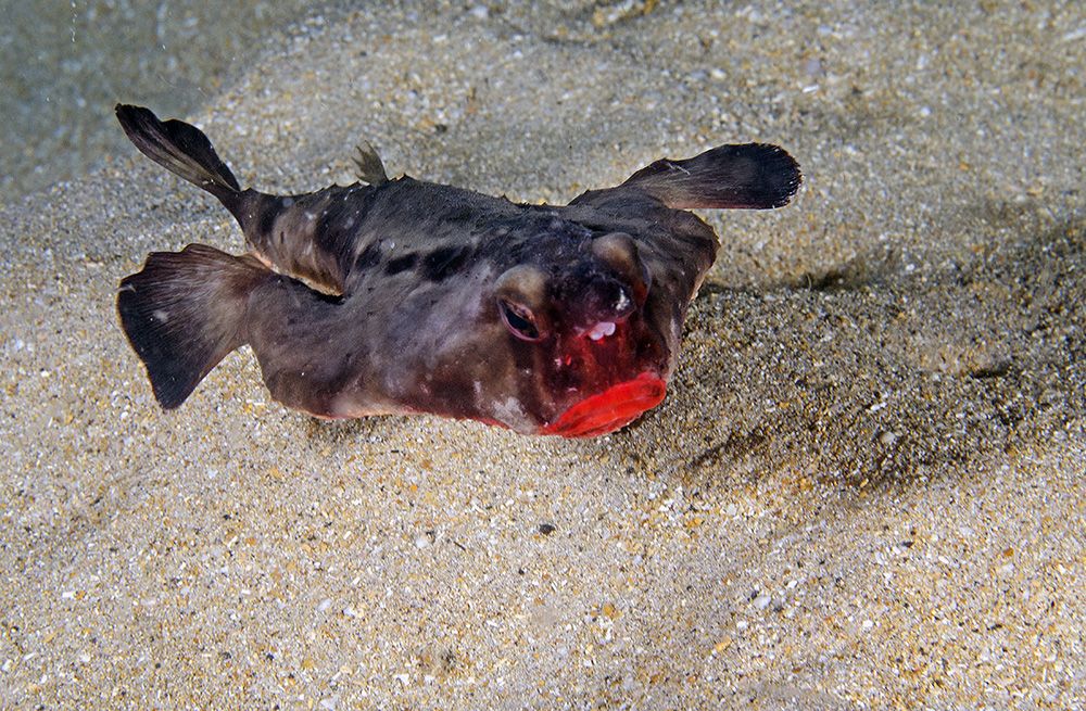 Fakta Ikan RedLipped Batfish yang Punya Kaki