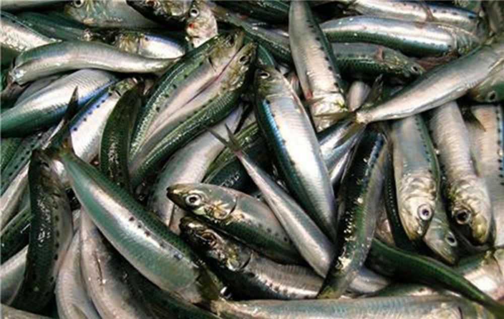 6 Jenis Ikan ini Memiliki Kandungan Nutrisi Terbaik, Sudah Coba?