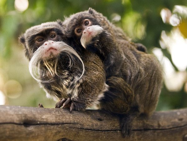 5 Fakta Tamarin Kaisar Hewan Primata  Berkumis yang Tampak 