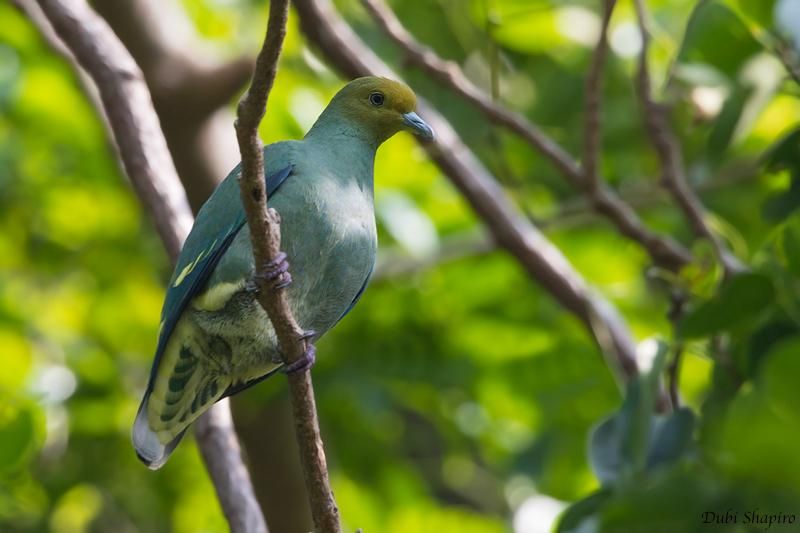 5 Burung Khas dari Vanuatu yang Lain dari Lainnya