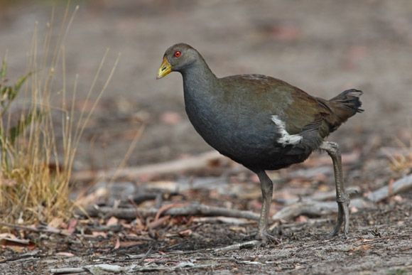 Burung Endemik Asal Pulau Tasmania