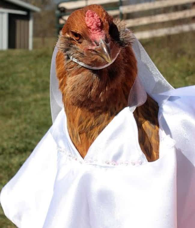 Jadi Seperti Manusia, Ini 10 Potret Lucu Ayam Saat Pakai Baju!