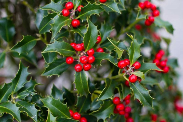 Hidup Ratusan Tahun dan Jadi Dekorasi Natal, Ini 6 Fakta Tanaman Holly