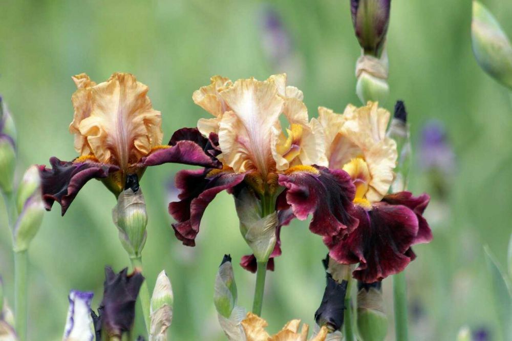 6 Fakta Menarik Bunga Iris Tanaman Invasif Bunga Nasional Prancis