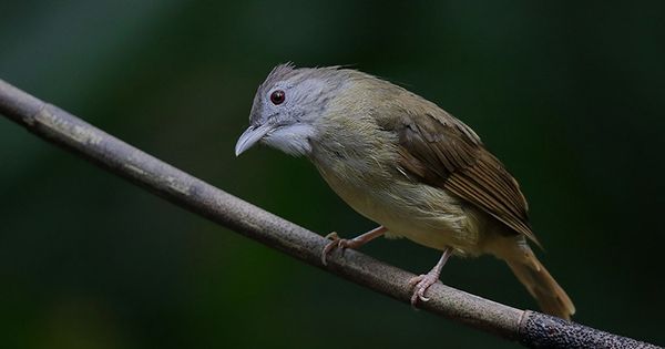 Di Tahun 2019, 8 Jenis Burung dari Indonesia Semakin Terancam Punah