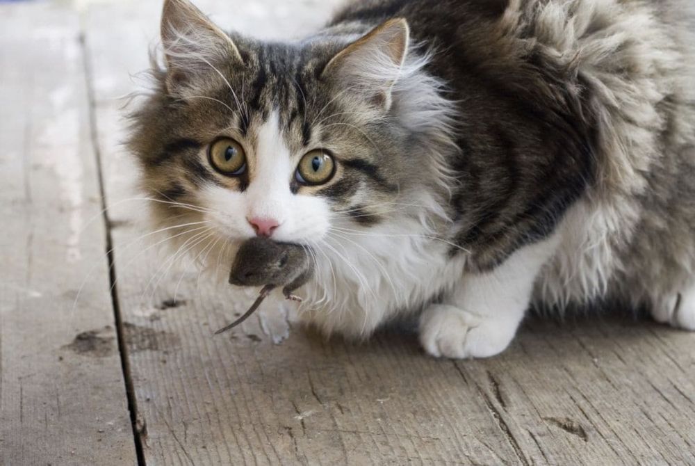 Hal Positif Pelihara Kucing untuk Kesehatan Mental