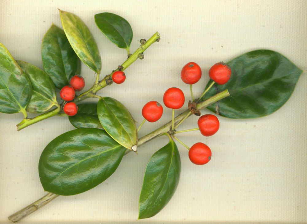 Hidup Ratusan Tahun dan Jadi Dekorasi Natal, Ini 6 Fakta Tanaman Holly