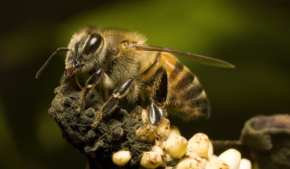 5 Fakta Unik Lebah  Afrikanisasi Hewan  Hybrid Paling Mematikan