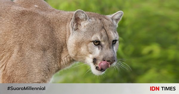5 Fakta Unik Puma, Hewan Nokturnal Dari 