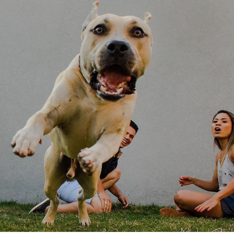 10 Foto Ekspresi Anjing Paling Konyol