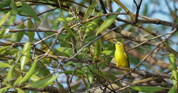 Di Tahun 2019, 8 Jenis Burung dari Indonesia Semakin Terancam Punah