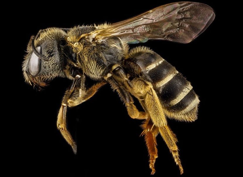 Fakta Unik Lebah  Afrikanisasi Berita Science Tentang Hewan 